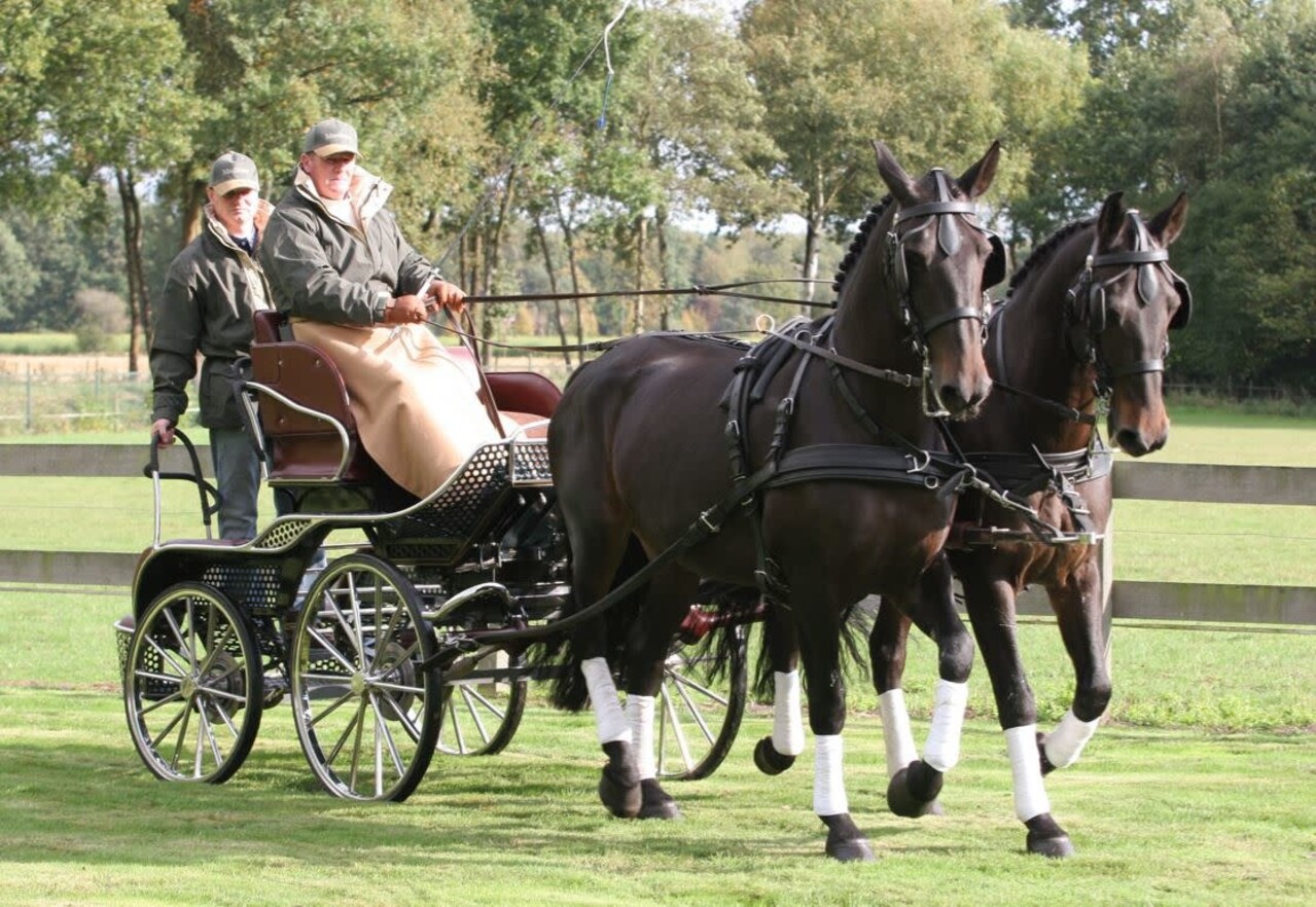 Ideal Equestrian Harnais LeatherTech Combi Simple