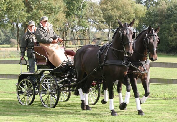 Ideal Equestrian Harnais LeatherTech Combi Simple