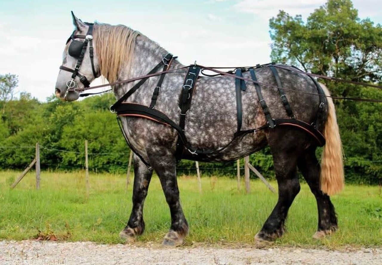 Ideal Equestrian Harnais WebTech Combi Simple
