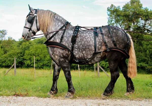 Ideal Equestrian Harnais WebTech Combi Simple