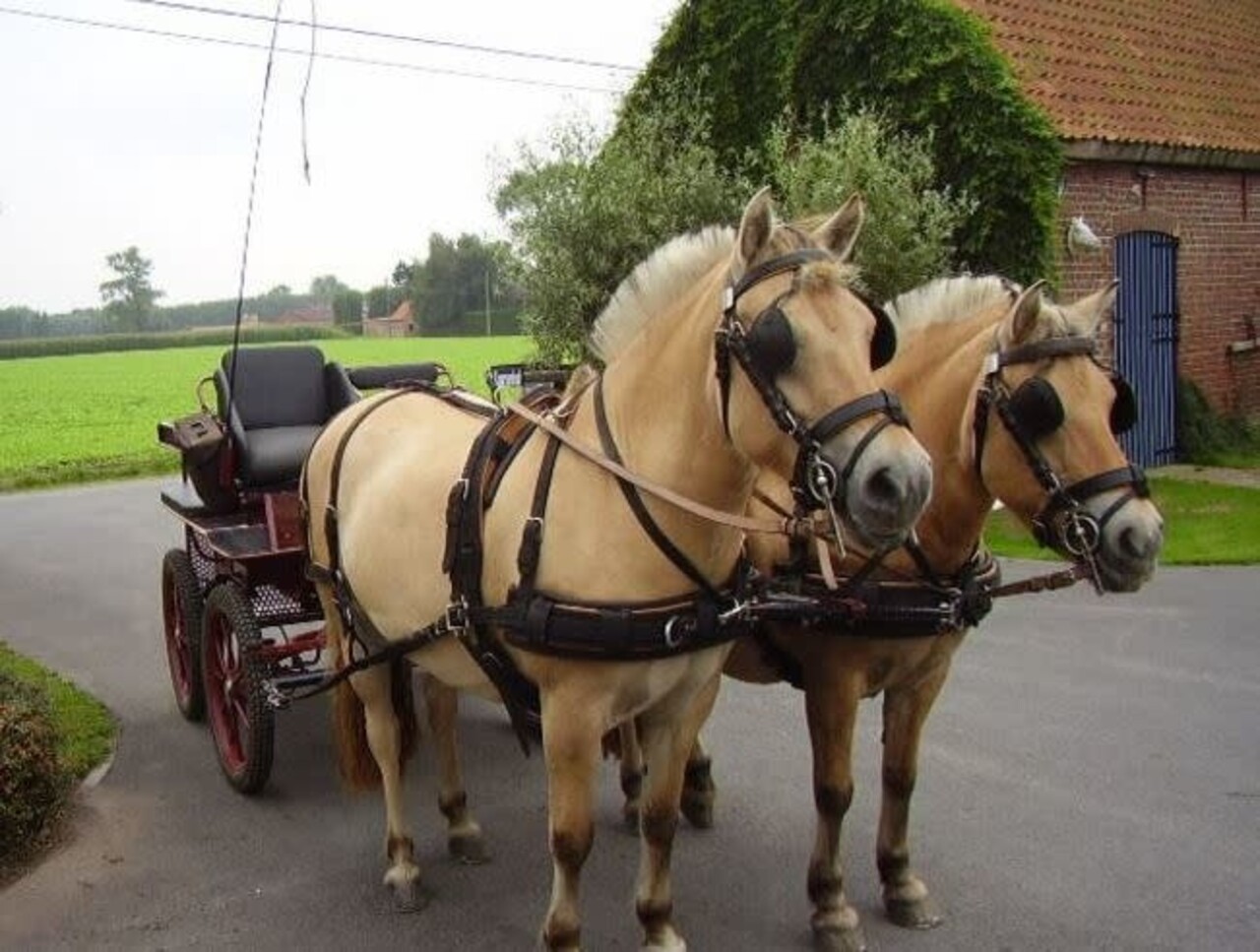 In zeer goede staat Van der Wiel 2-span combi tuig