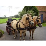 Ideal Equestrian WebTech Combi Tweespan tuig Ideal Equestrian WebTech Combi Tweespan tuig