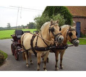 Ideal Equestrian WebTech Combi Tweespan tuig Ideal Equestrian WebTech Combi Tweespan tuig