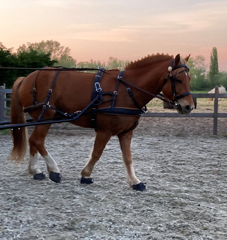 Ideal Equestrian EuroTech Combi Enkelspan tuig