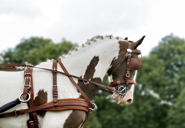 Ideal Equestrian Harnais LeatherTech Combi Simple
