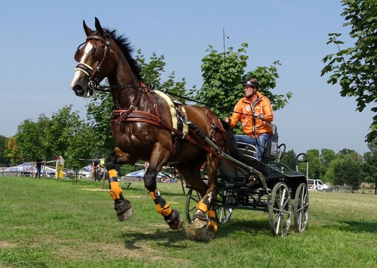 Ideal Equestrian LeatherTech Combi Enkelspan tuig