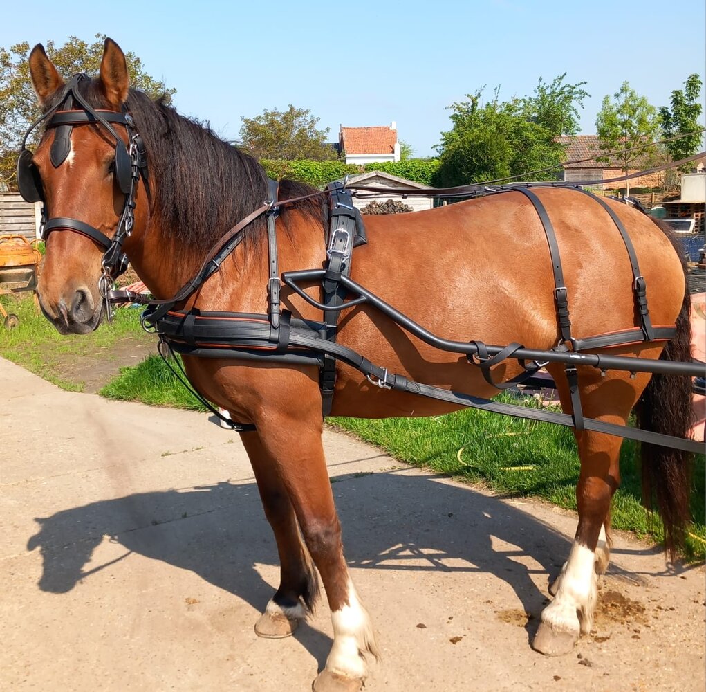 Ideal Equestrian Harnais LeatherTech Combi Simple