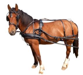 Ideal Equestrian LeatherTech Combination Harness Single
