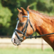 Busse Bridle Mini-Shetty II Black Stars Busse Bridle Mini-Shetty II Black Stars