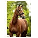 BR Hoofdstel Andover Zwart/Wit Cob BR Hoofdstel Andover Zwart/Wit Cob