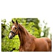 BR BR Bridle Andover Black/White Cob BR BR Bridle Andover Black/White Cob