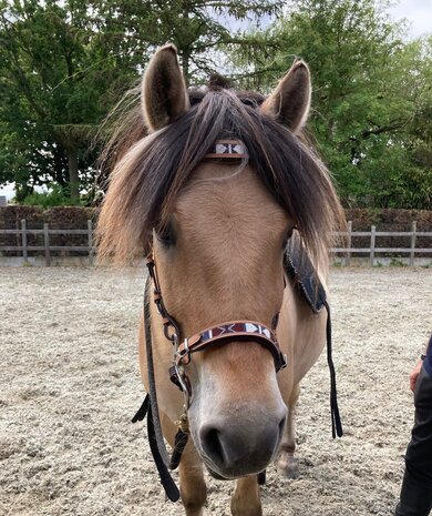 F.R.A. Esprit Western Hackamore Hoofdstel Natuur - met teugels