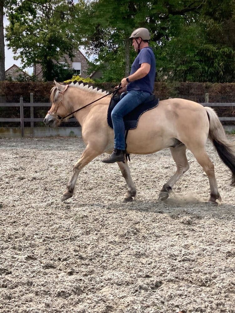 F.R.A. Esprit Western Hackamore Hoofdstel Natuur - met teugels