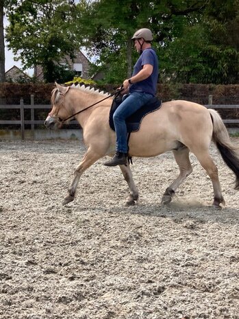 F.R.A. Esprit Western Hackamore Hoofdstel Natuur - met teugels