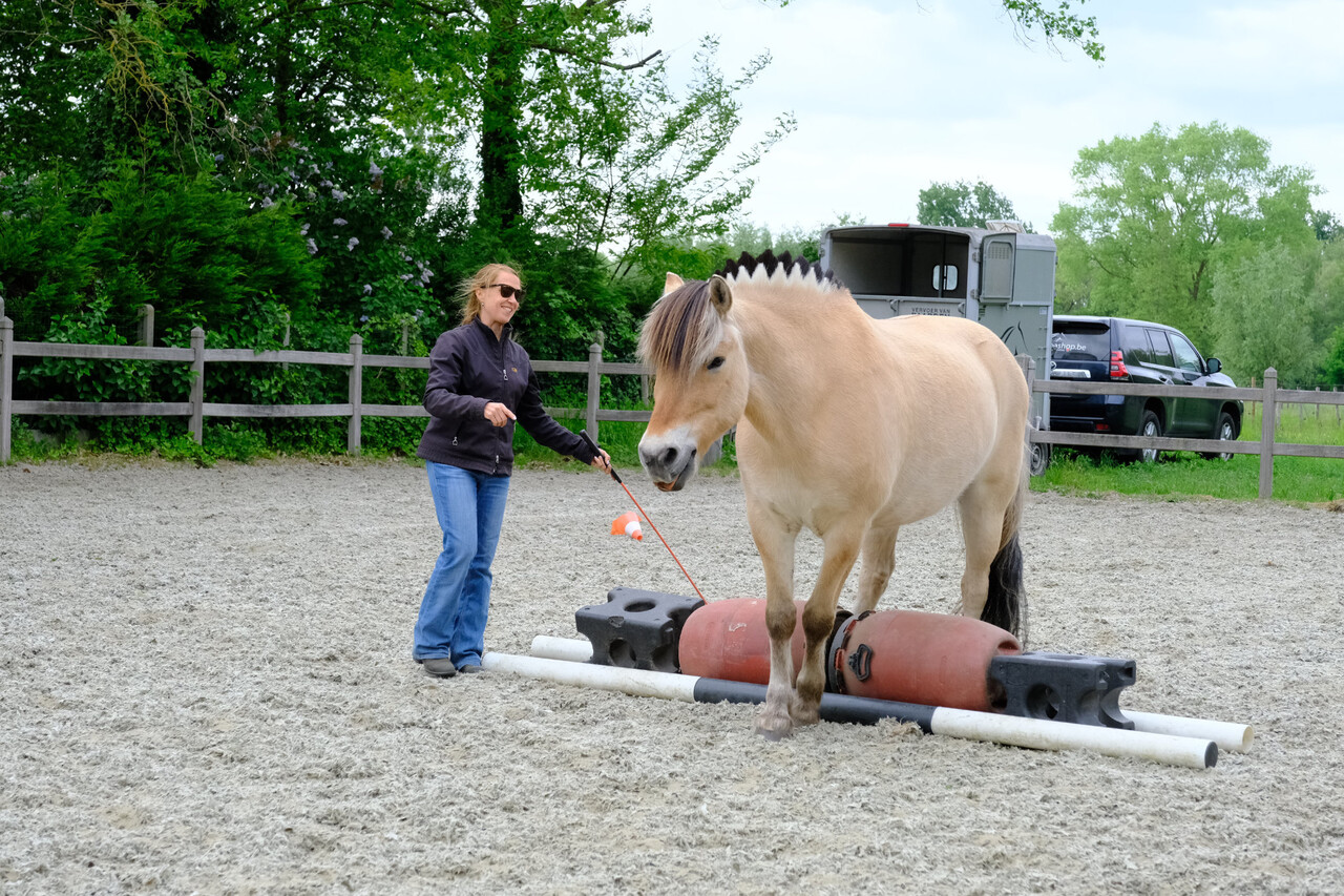 Parelli Parelli praktijk cursus 7 games in 3 lessen Parelli Parelli praktijk cursus 7 games in 3 lessen