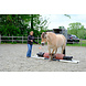 Parelli Parelli course Learn the 7 games in 3 lessons by Parelli 3* instructor Kim Moeyersoms Parelli Parelli course Learn the 7 games in 3 lessons by Parelli 3* instructor Kim Moeyersoms