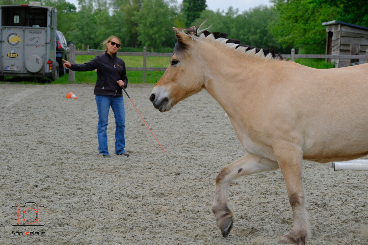 Parelli Mini course Learn the 7 games in 3 lessons by Parelli 3* instructor Kim Moeyersoms Parelli Mini course Learn the 7 games in 3 lessons by Parelli 3* instructor Kim Moeyersoms