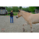 Parelli Parelli course Learn the 7 games in 3 lessons by Parelli 3* instructor Kim Moeyersoms Parelli Parelli course Learn the 7 games in 3 lessons by Parelli 3* instructor Kim Moeyersoms