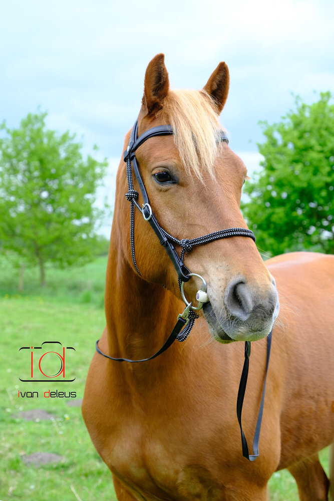 F.R.A. Wandelhoofdstel Campari Combi-hoofdstel