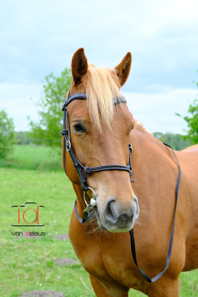 F.R.A. Wandelhoofdstel Campari Combi-hoofdstel