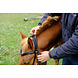 F.R.A. Wandelhoofdstel Campari Combi-hoofdstel F.R.A. Wandelhoofdstel Campari Combi-hoofdstel