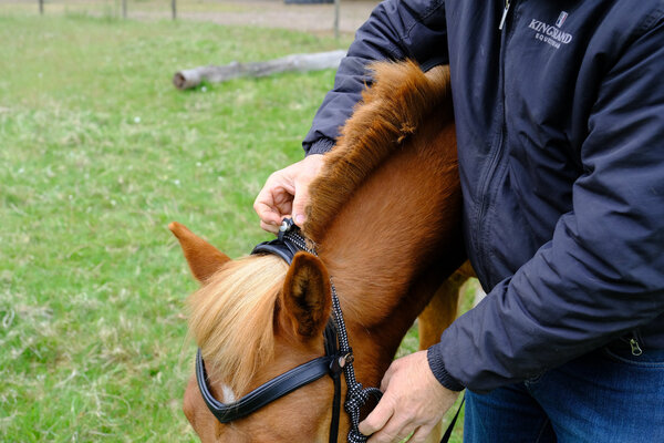 F.R.A. Wandelhoofdstel Campari Combi-hoofdstel