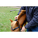 F.R.A. Wandelhoofdstel Campari Combi-hoofdstel F.R.A. Wandelhoofdstel Campari Combi-hoofdstel