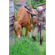 F.R.A. Wandelhoofdstel Campari Combi-hoofdstel F.R.A. Wandelhoofdstel Campari Combi-hoofdstel