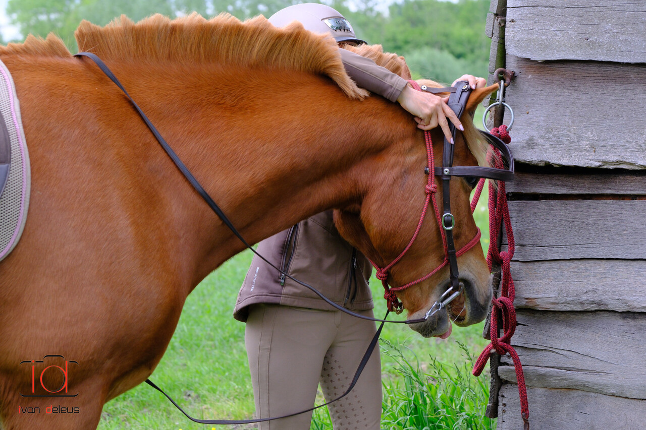 F.R.A. Wandelhoofdstel Campari Combi-hoofdstel