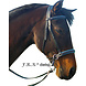 F.R.A. Dietsji Bitless bridle with reins Black Cob