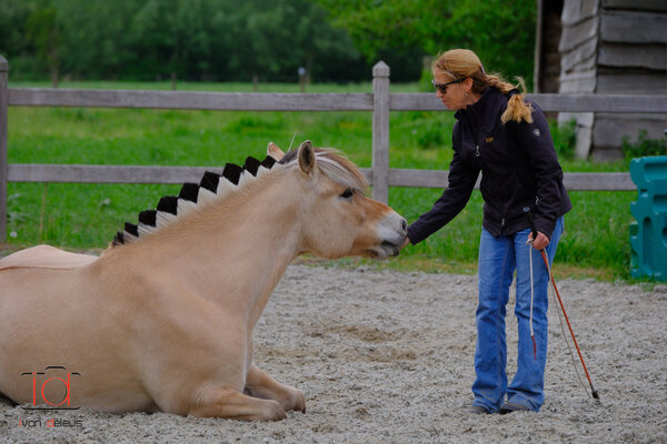 Parelli Cadeaubon Parelli-les Parelli Cadeaubon Parelli-les
