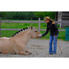 Parelli Gift card Parelli lesson Parelli Gift card Parelli lesson