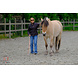 Parelli Gift card Parelli lesson Parelli Gift card Parelli lesson
