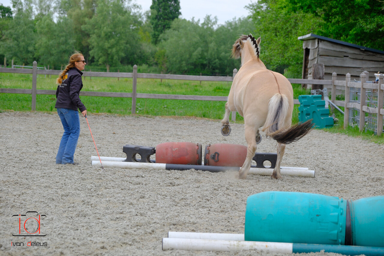 Parelli Carte cadeau leçon Parelli Parelli Carte cadeau leçon Parelli