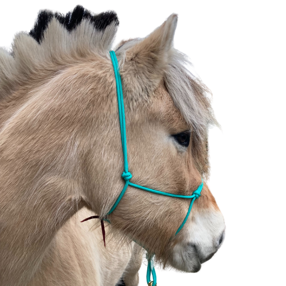 Parelli Pat's Horseman's Halter Teal