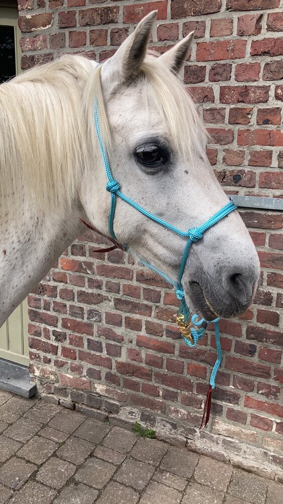 Parelli Touwhalster Parelli Baby Blue Parelli Touwhalster Parelli Baby Blue