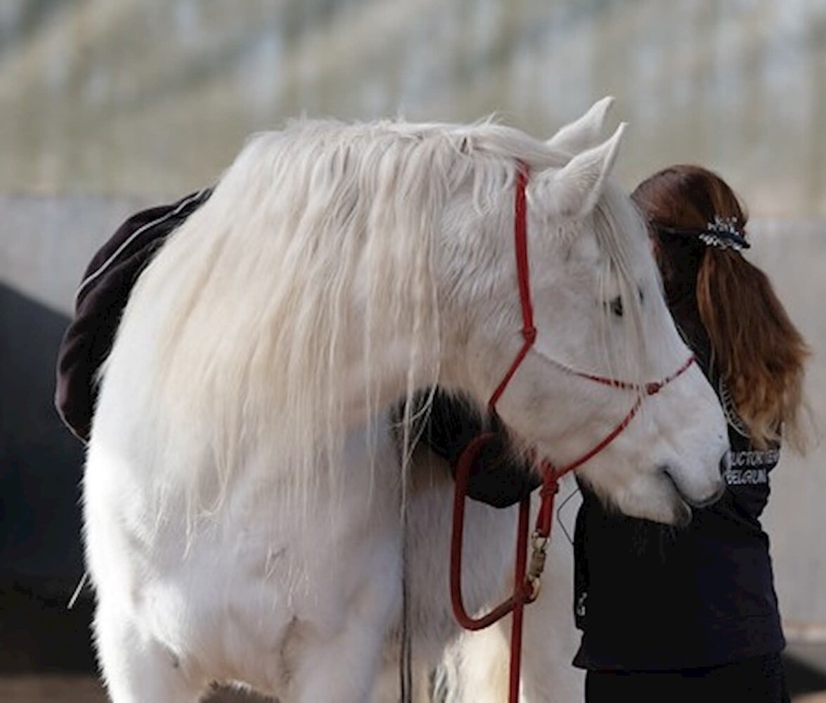 Parelli Pat's Horseman's Halter Red Parelli Pat's Horseman's Halter Red