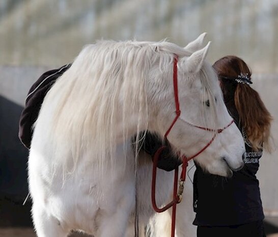 Parelli Pat's Horseman's Halter Red Parelli Pat's Horseman's Halter Red