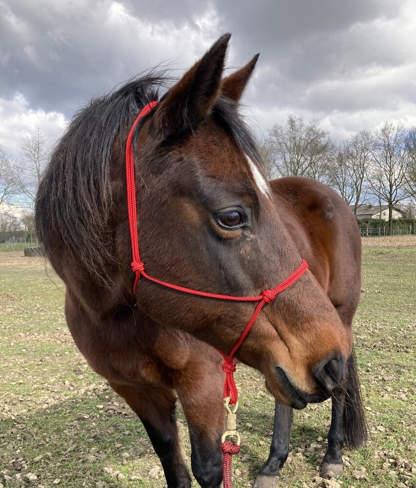 Parelli Pat's Horseman's Halter Red Parelli Pat's Horseman's Halter Red