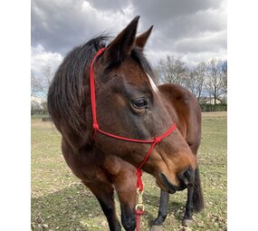 Parelli Parelli Horseman's Halter Red Parelli Parelli Horseman's Halter Red