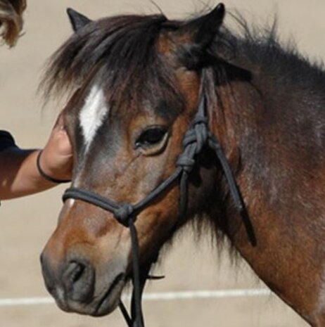 Parelli Pat's Horseman's Halter Black