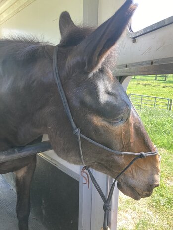 Parelli Pat's Horseman's Halter Black