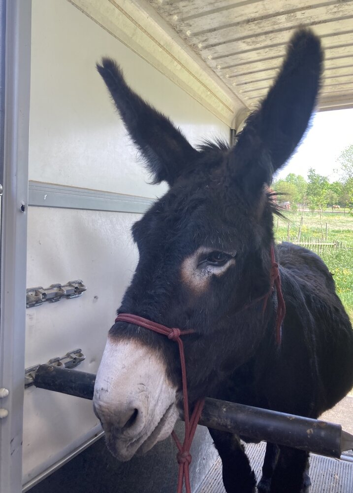 Parelli Pat's Horseman's Halter Burgundy