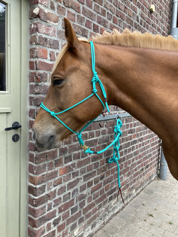 Parelli Pat's Horseman's Halter Teal