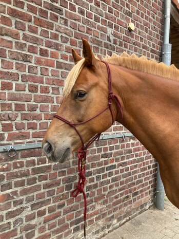 Parelli Pat's Horseman's Halter Burgundy