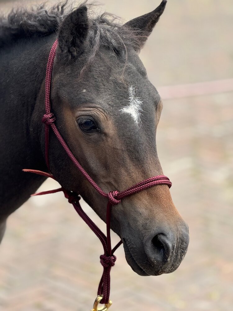 Parelli Pat's Horseman's Halter Burgundy