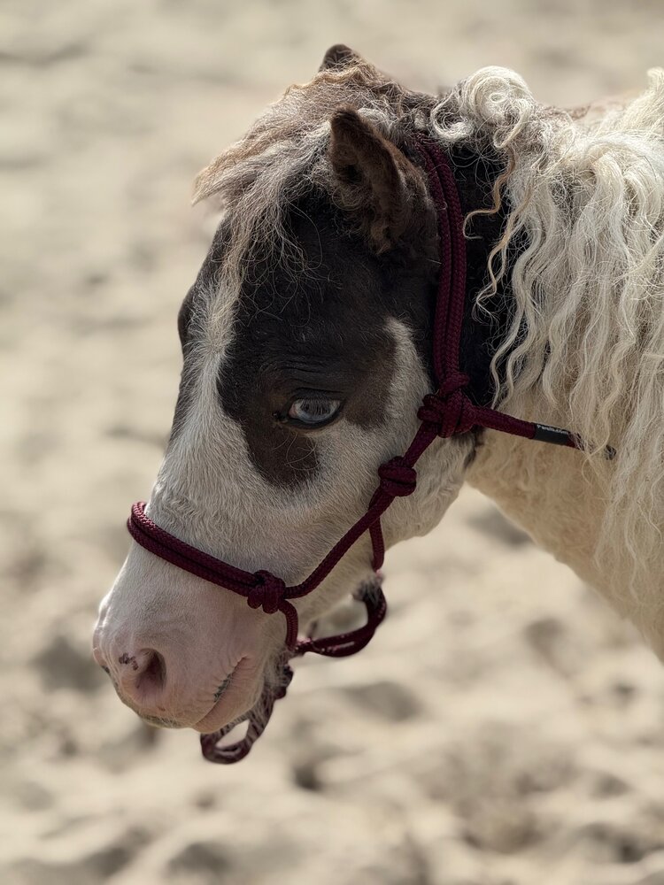 Parelli Pat's Horseman's Halter Burgundy