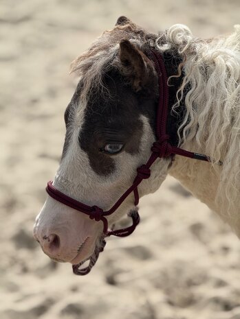 Parelli Pat's Horseman's Halter Burgundy