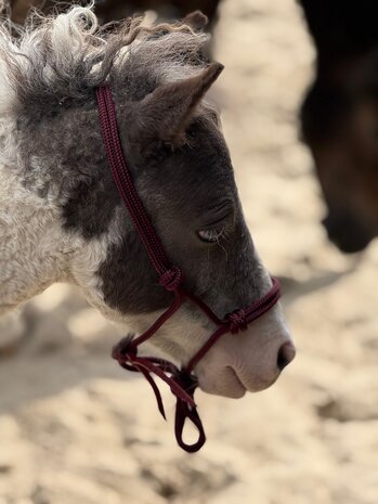 Parelli Pat's Horseman's Halter Burgundy