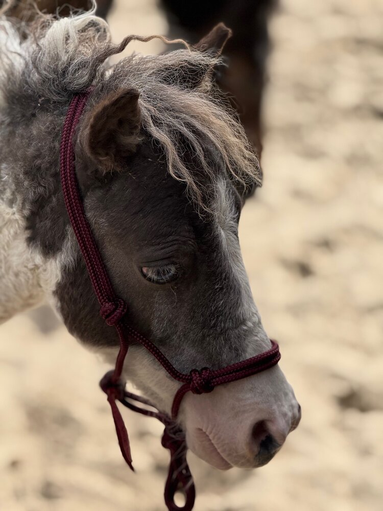 Parelli Pat's Horseman's Halter Burgundy
